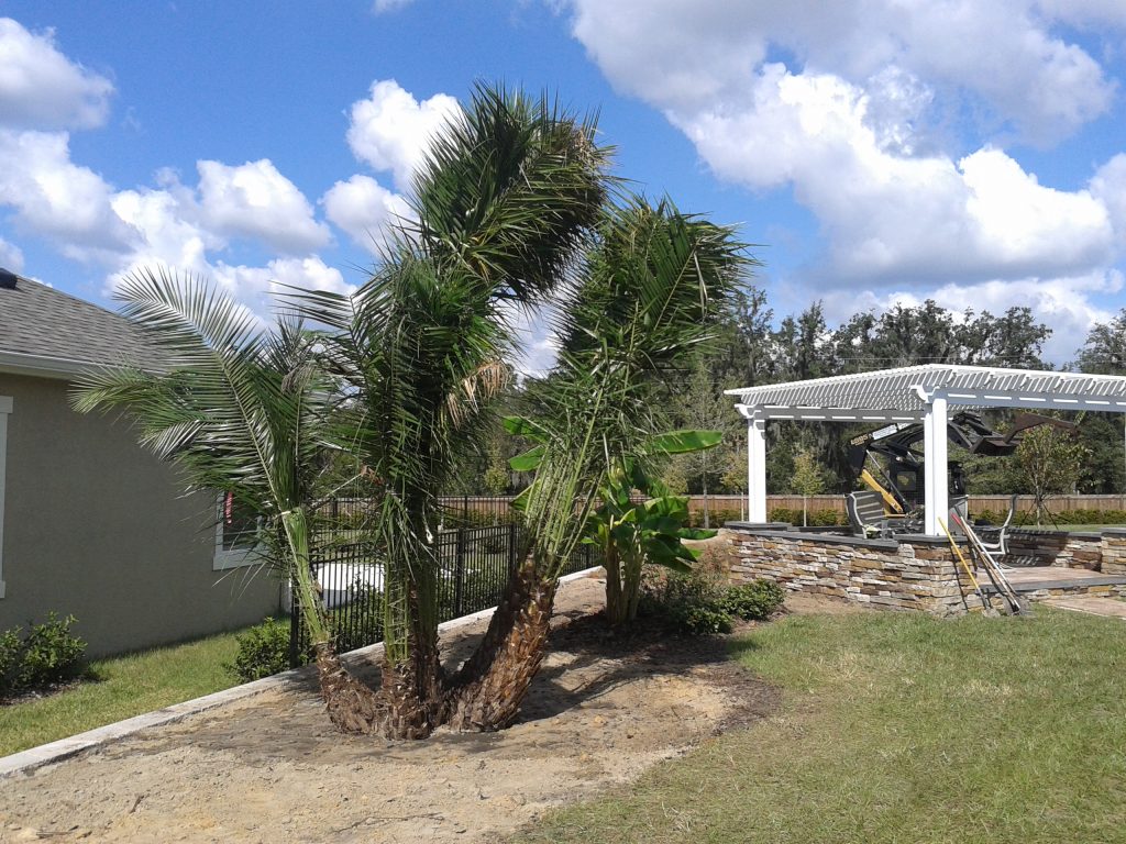 Date Palm Tree Installation